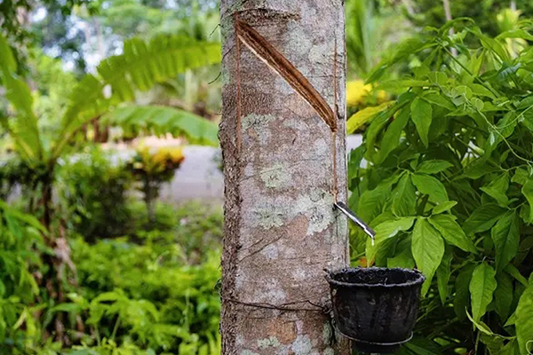 Plastificação e mistura de borracha