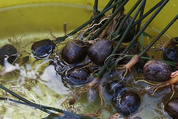 Fluxograma da borracha em Hainan, China, da semente à colheita da borracha